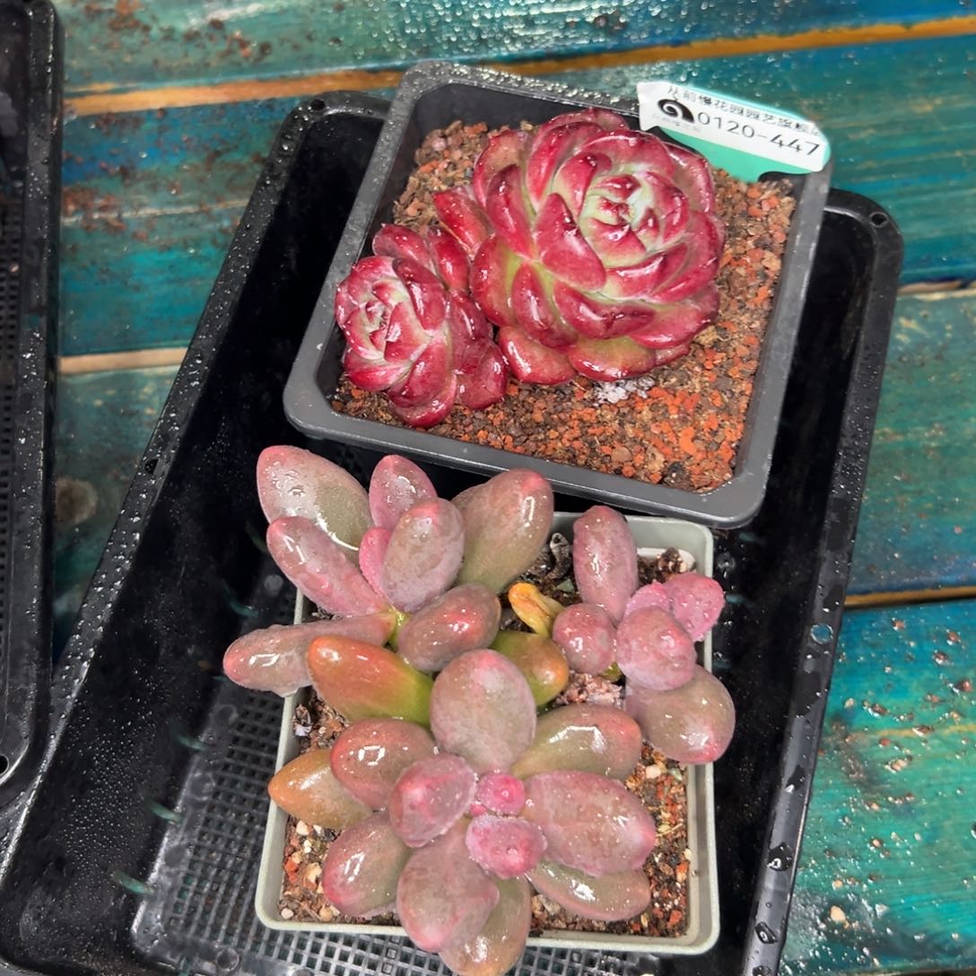 多肉一物一拍0120-447