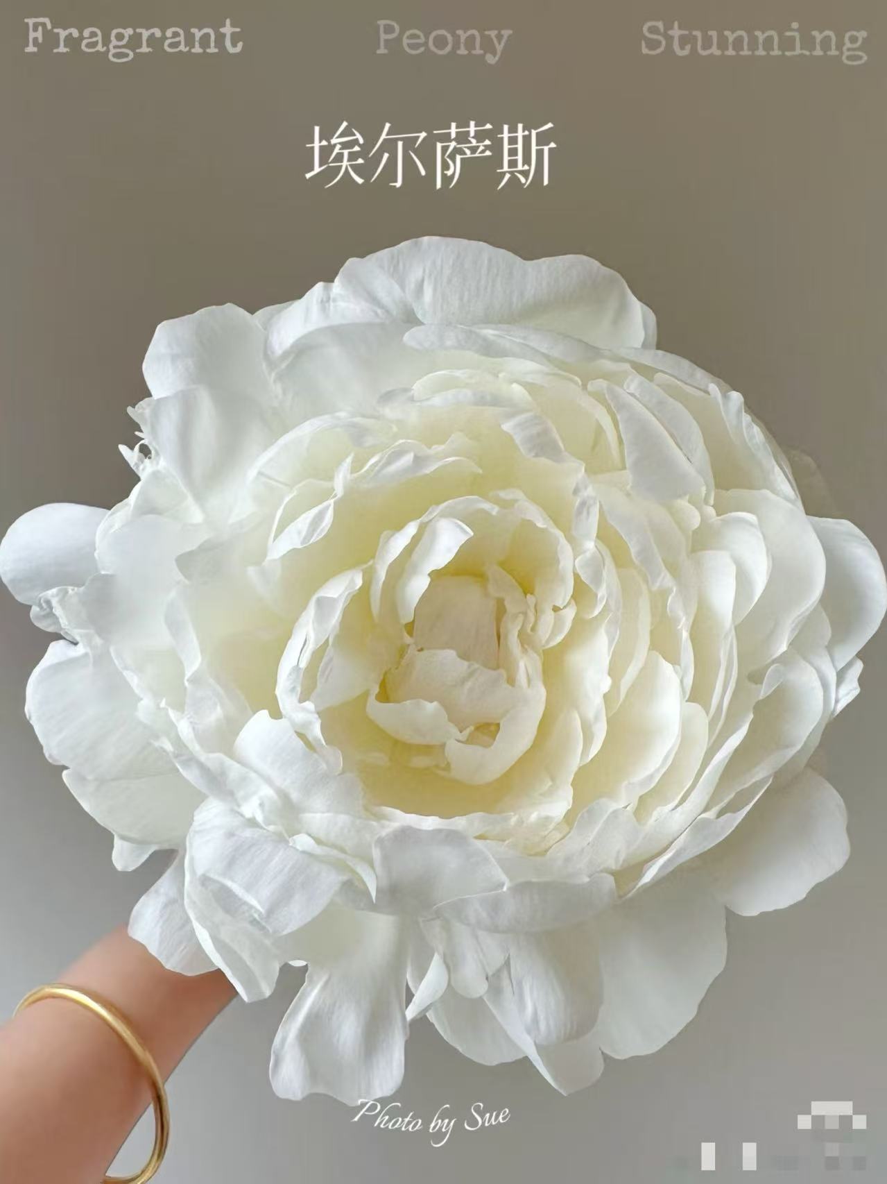 艾尔萨斯芍药（奶白色/巨型）