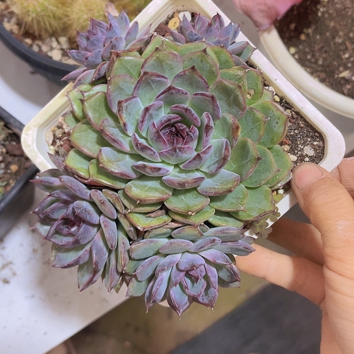 蓝色妖姬10267多肉植物