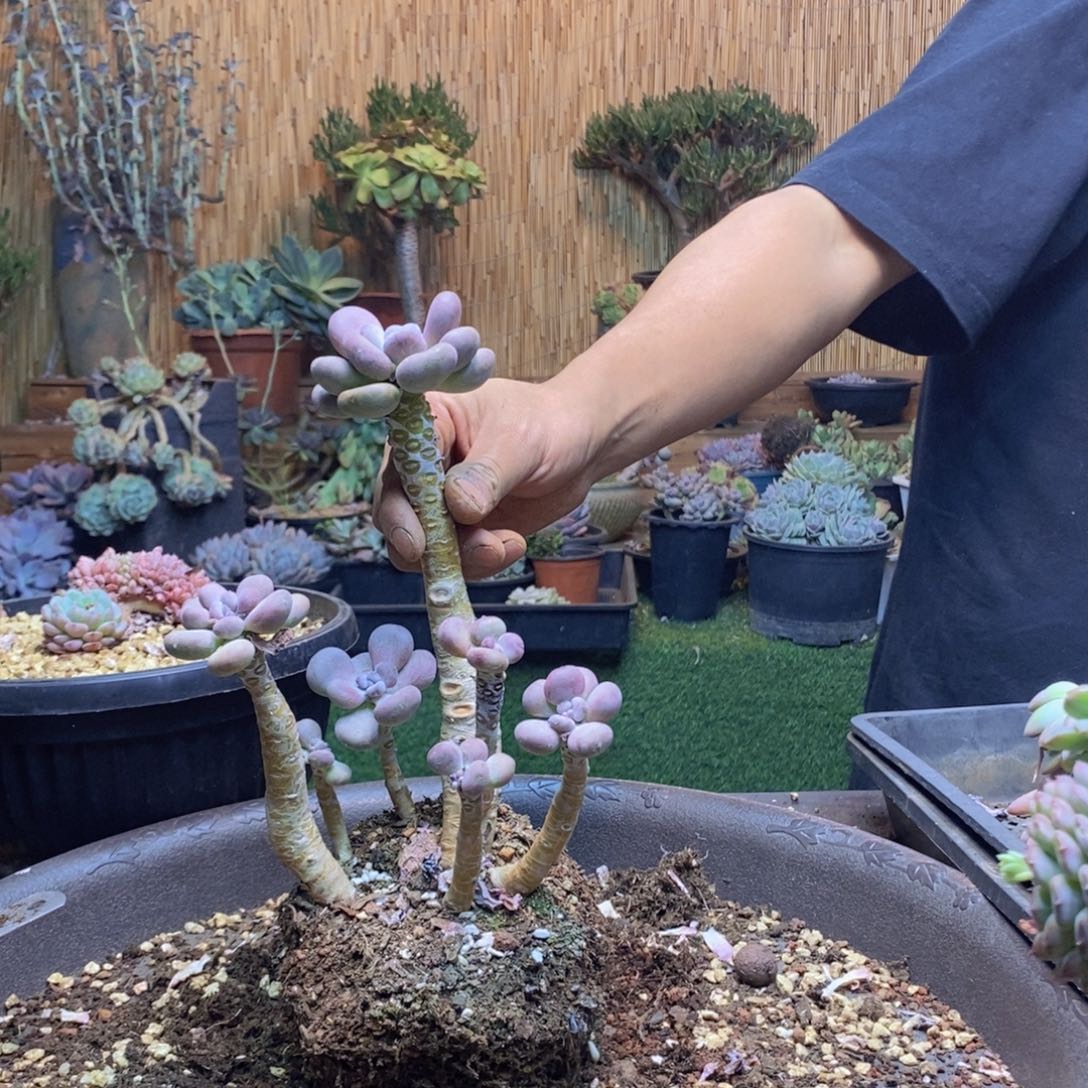 橘*奈614 号月美人多肉