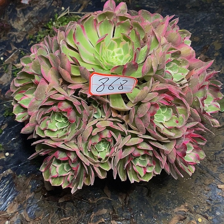 孔雀翎老桩捧花868号