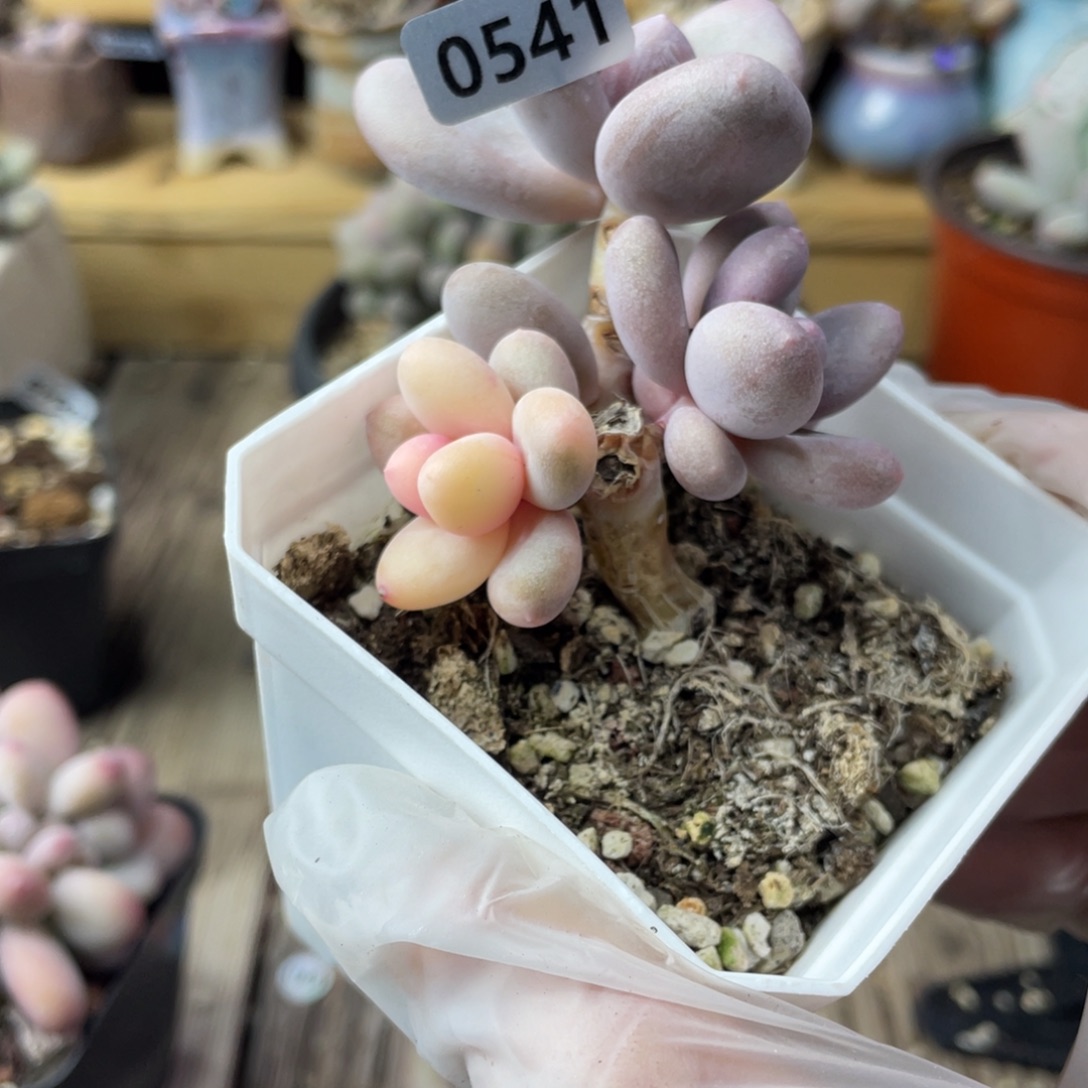 奶酪锦砍过头多肉植物