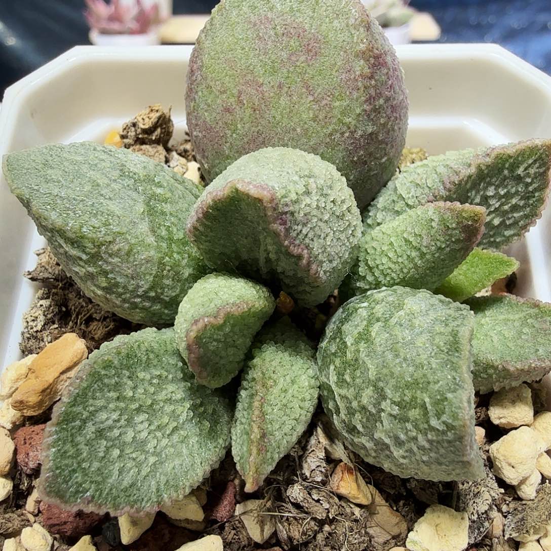 绿猪肝水泡多肉植物