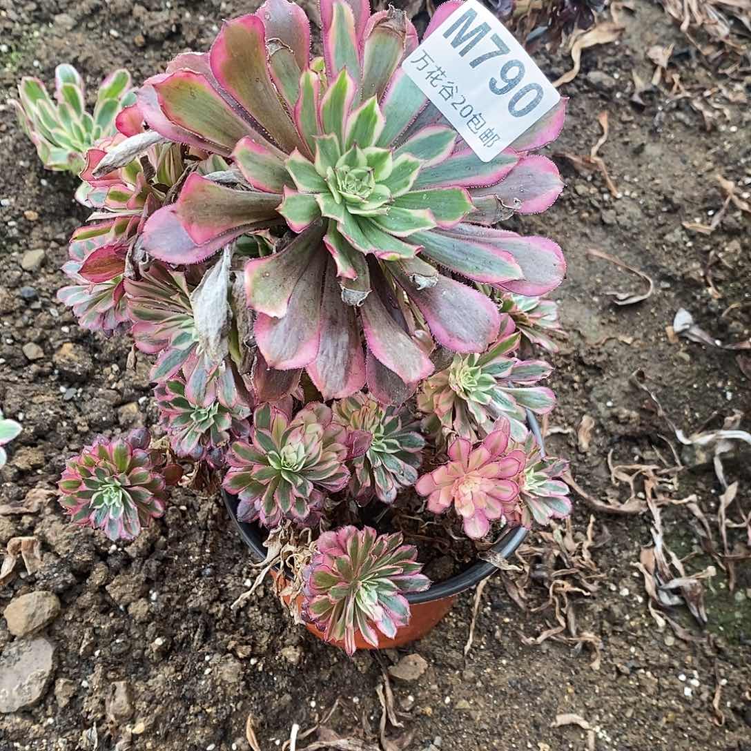 790黑铜白多肉植物
