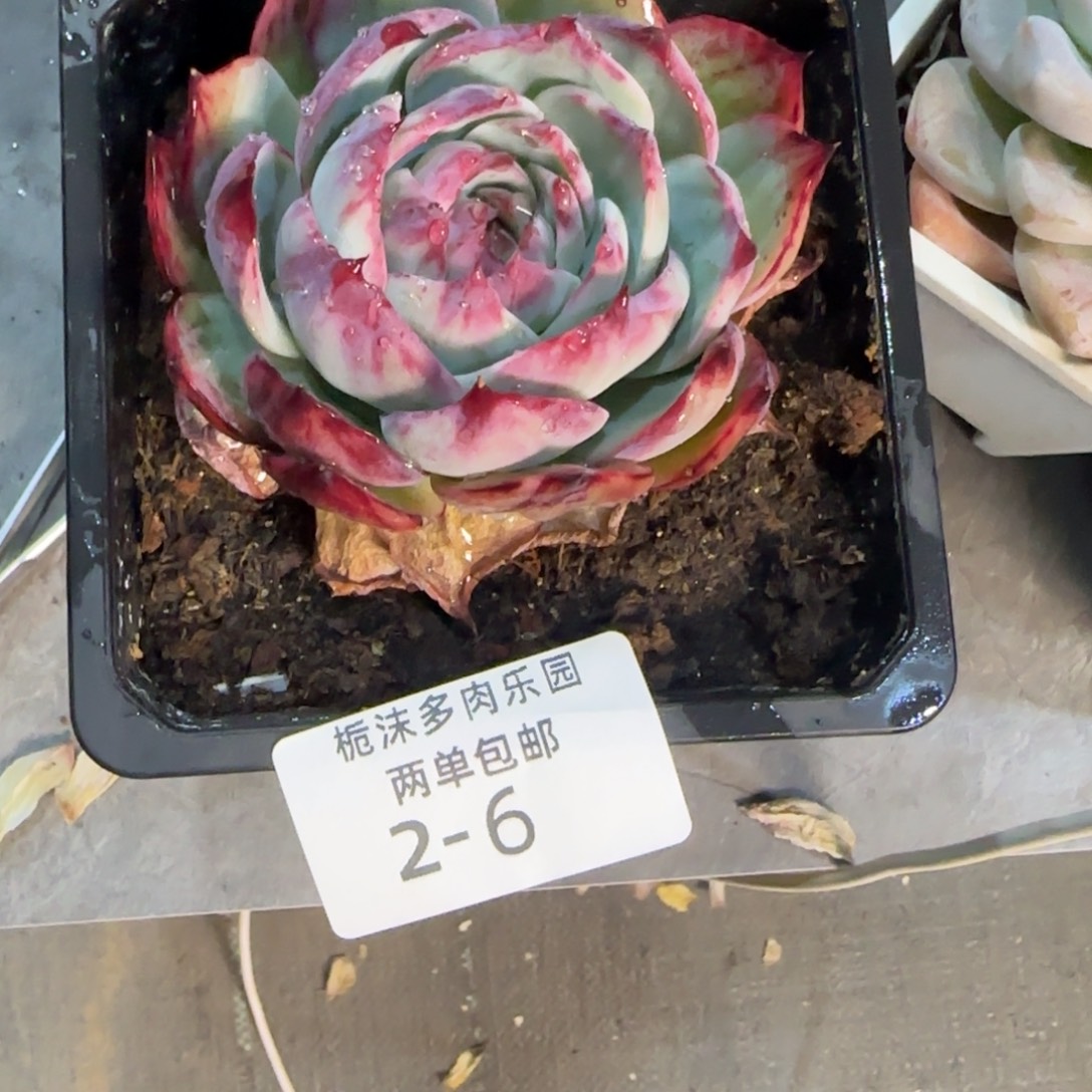 ****花2-6惊鸿仙子多肉植物