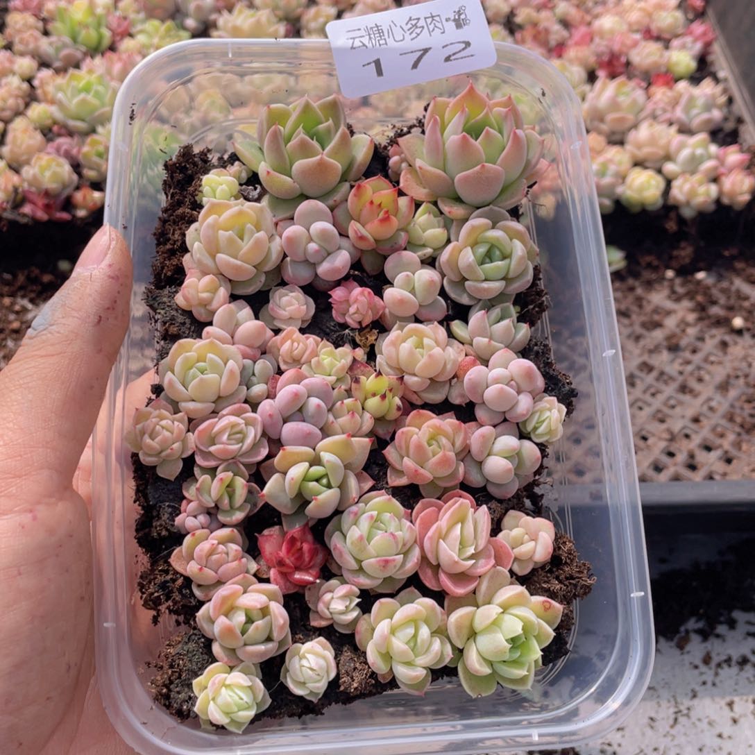 云糖心多肉植物172