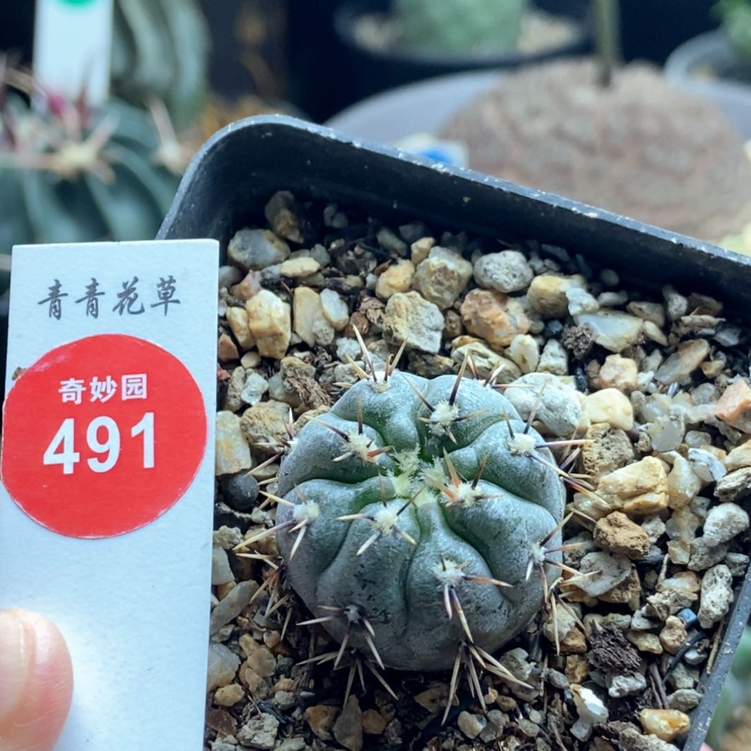 实生九纹龙一颗仙人球