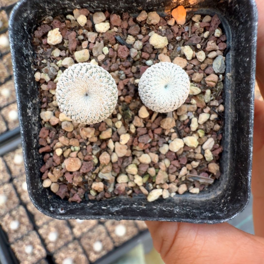 无花朵实生小人帽两颗