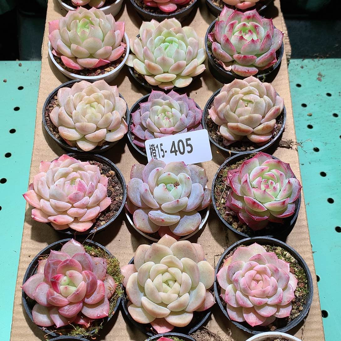 15-405一物一拍带盆18颗