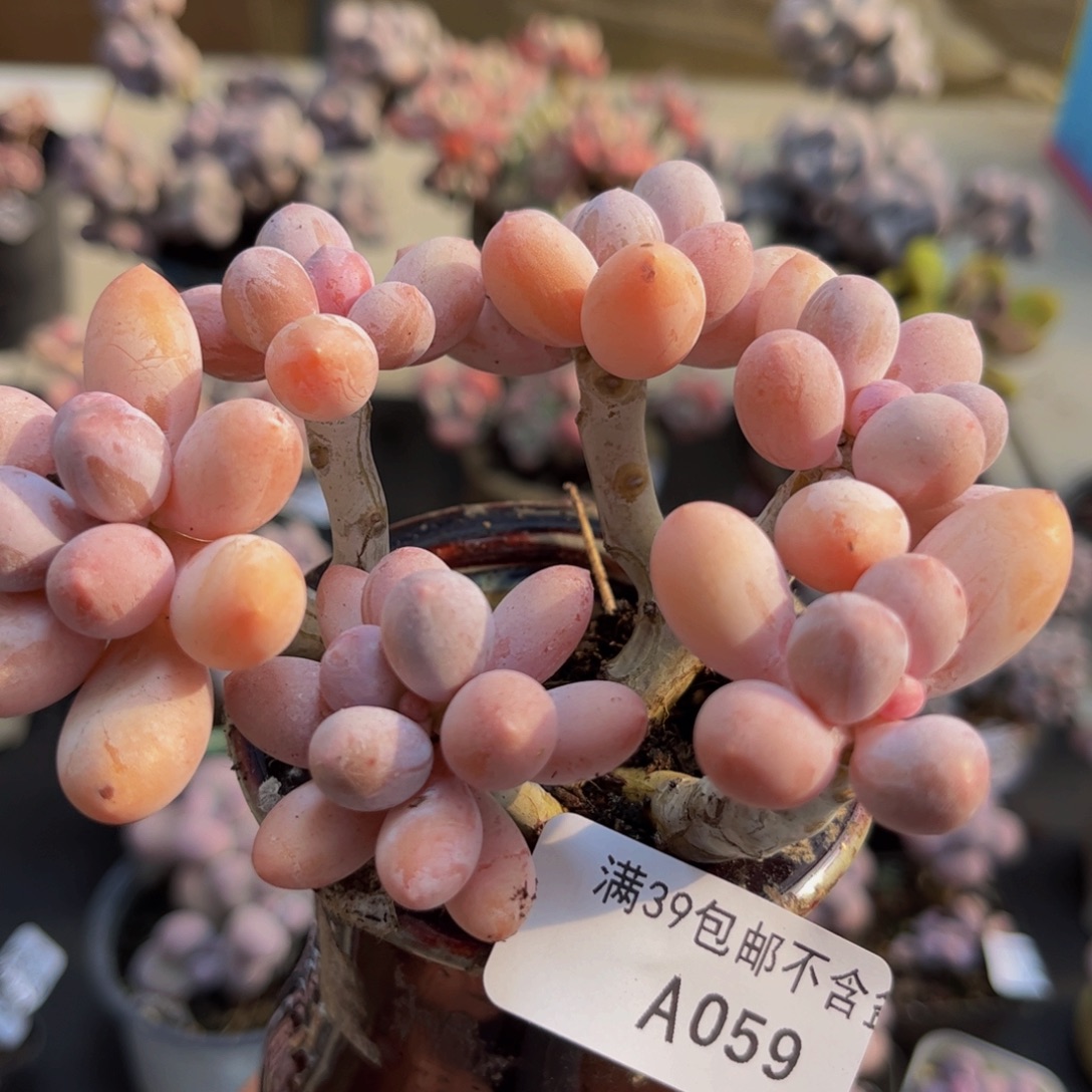 059/10cm香水手指多肉植物