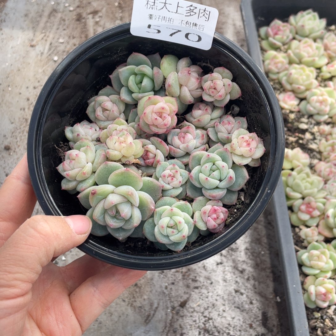 糕大上多肉植物570