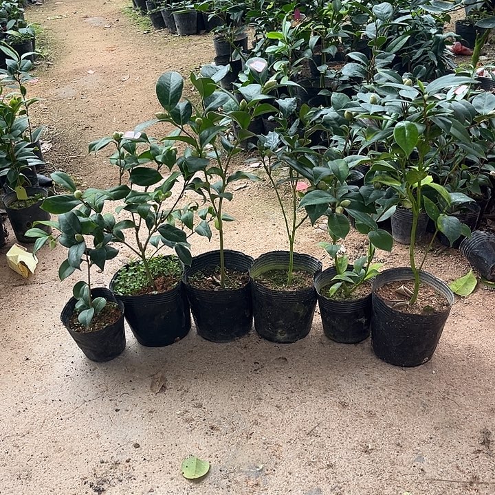 当前无花栽培后可以开花6棵