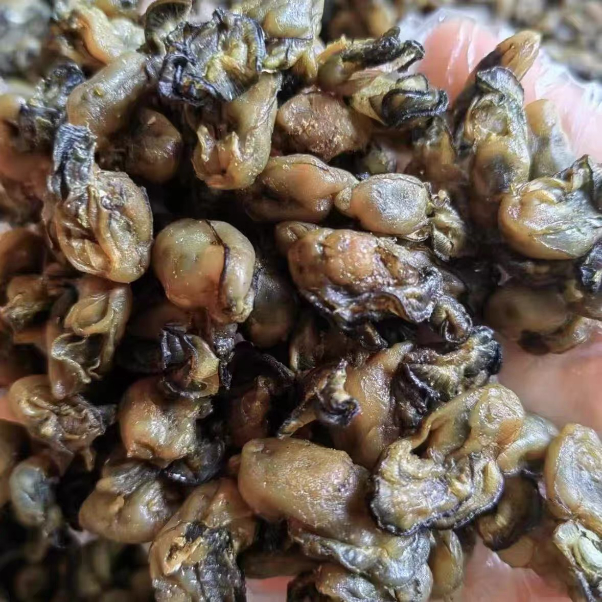 新海蛎干上市500克包邮无腥味美味