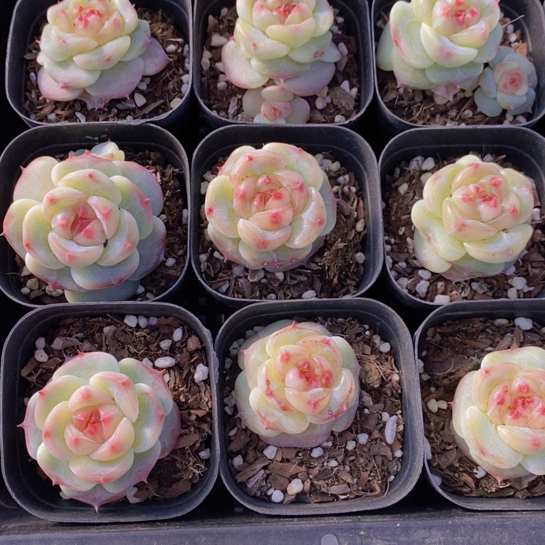 31-26-精品绿菩提单头一个