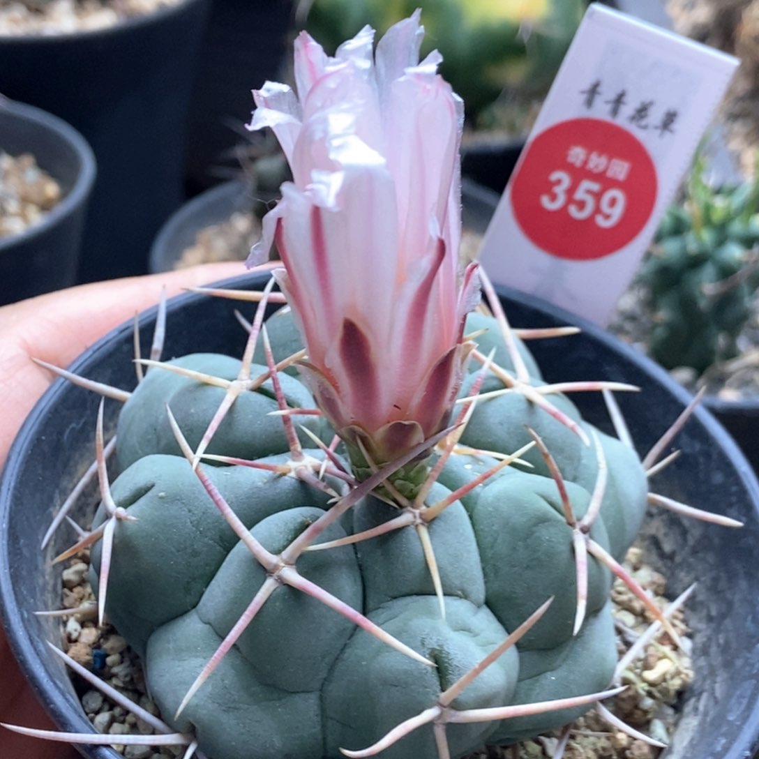 实生绯冠龙6.8cm一棵仙人球