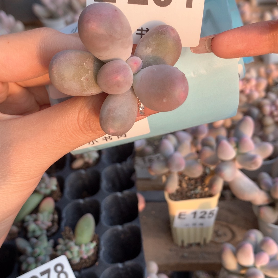 米可米可砍头281