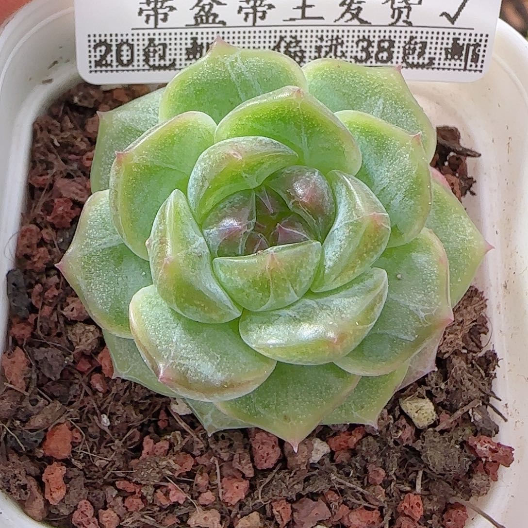 多肉0911-53无尽灯