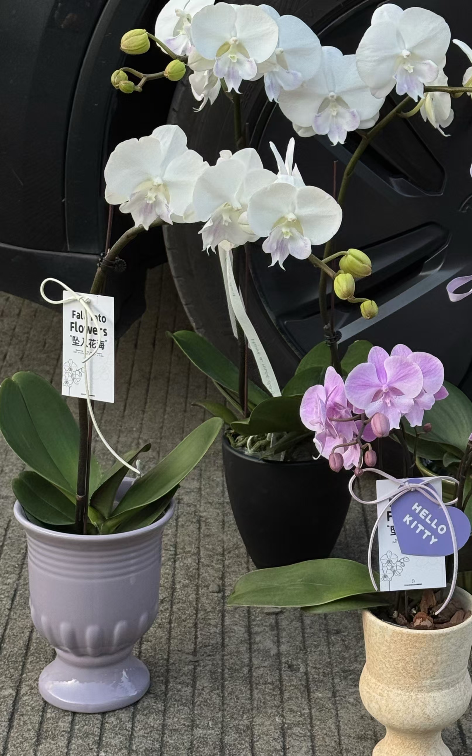 【冰清玉洁】优品级蝴蝶兰小水甄选  白色紫色高贵温柔白富美