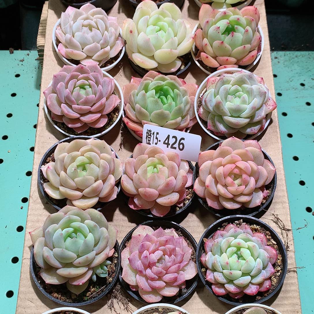 15-426一物一拍带盆18颗