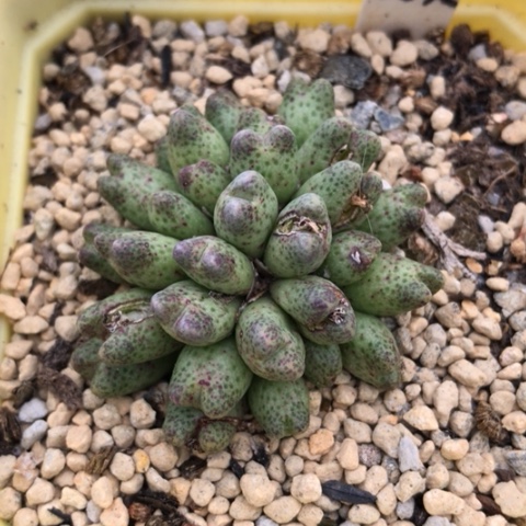 多肉肉锥 28头草莓斑马