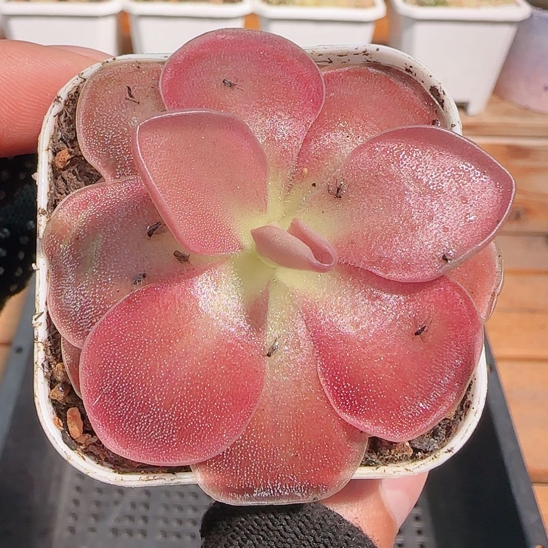 多肉1031--135赛题捕虫堇