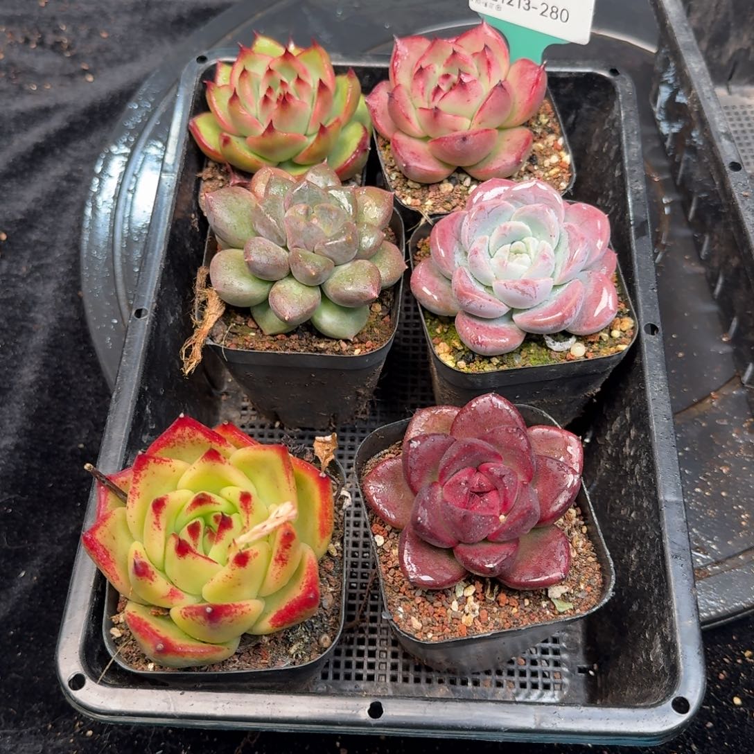 从前慢多肉精选编号1213.280