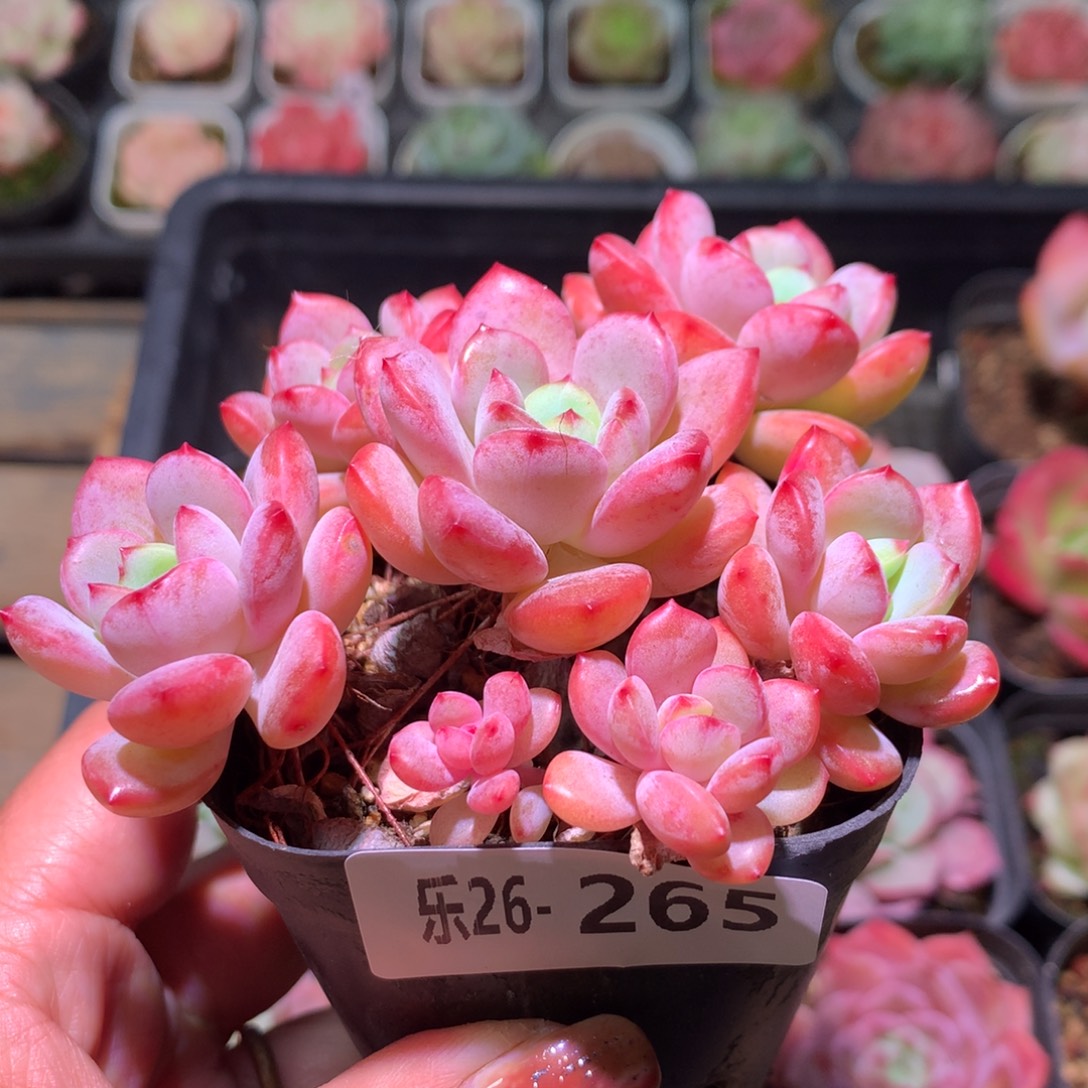 乐然26-265 新品群 