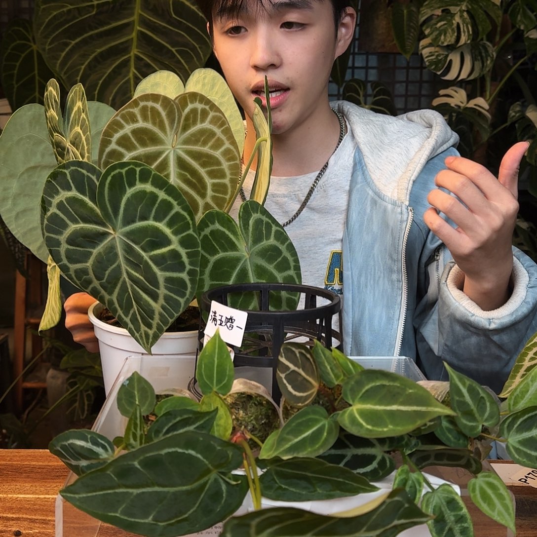 奥***、不开花植物N156克莱恩送五颗小苗