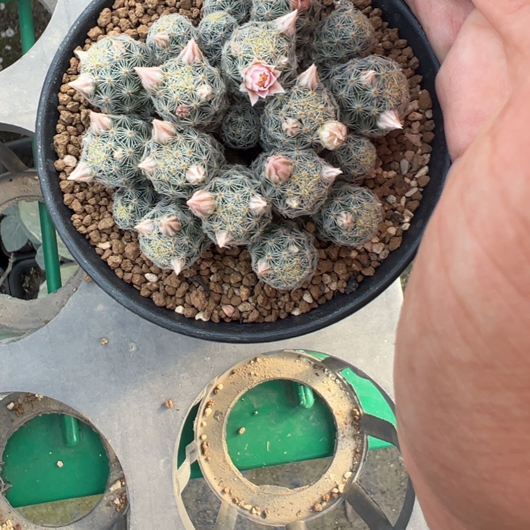 提***呆342实生根吉赛尔多肉植物带盆土