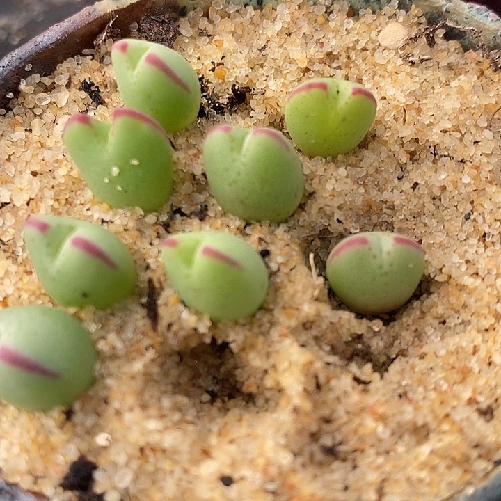 720将杂琥珀一颗。  