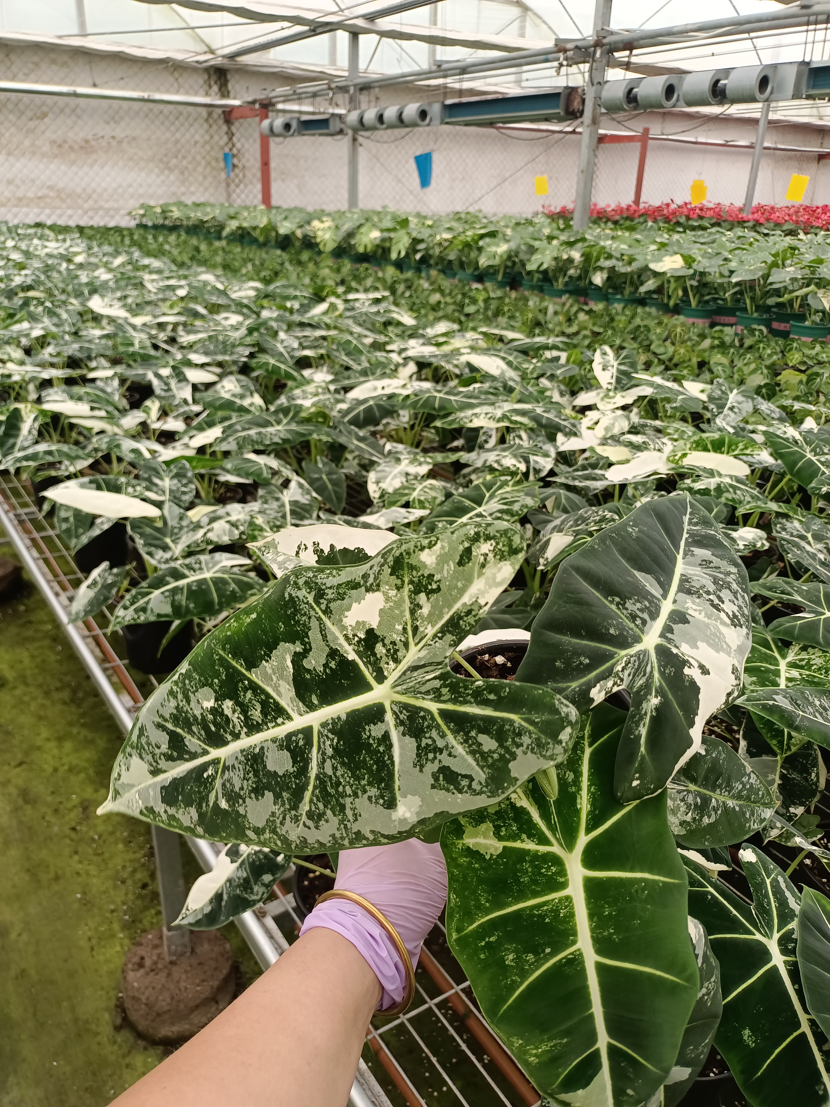 小众ins风鹅锦绿植盆栽室内观赏植物