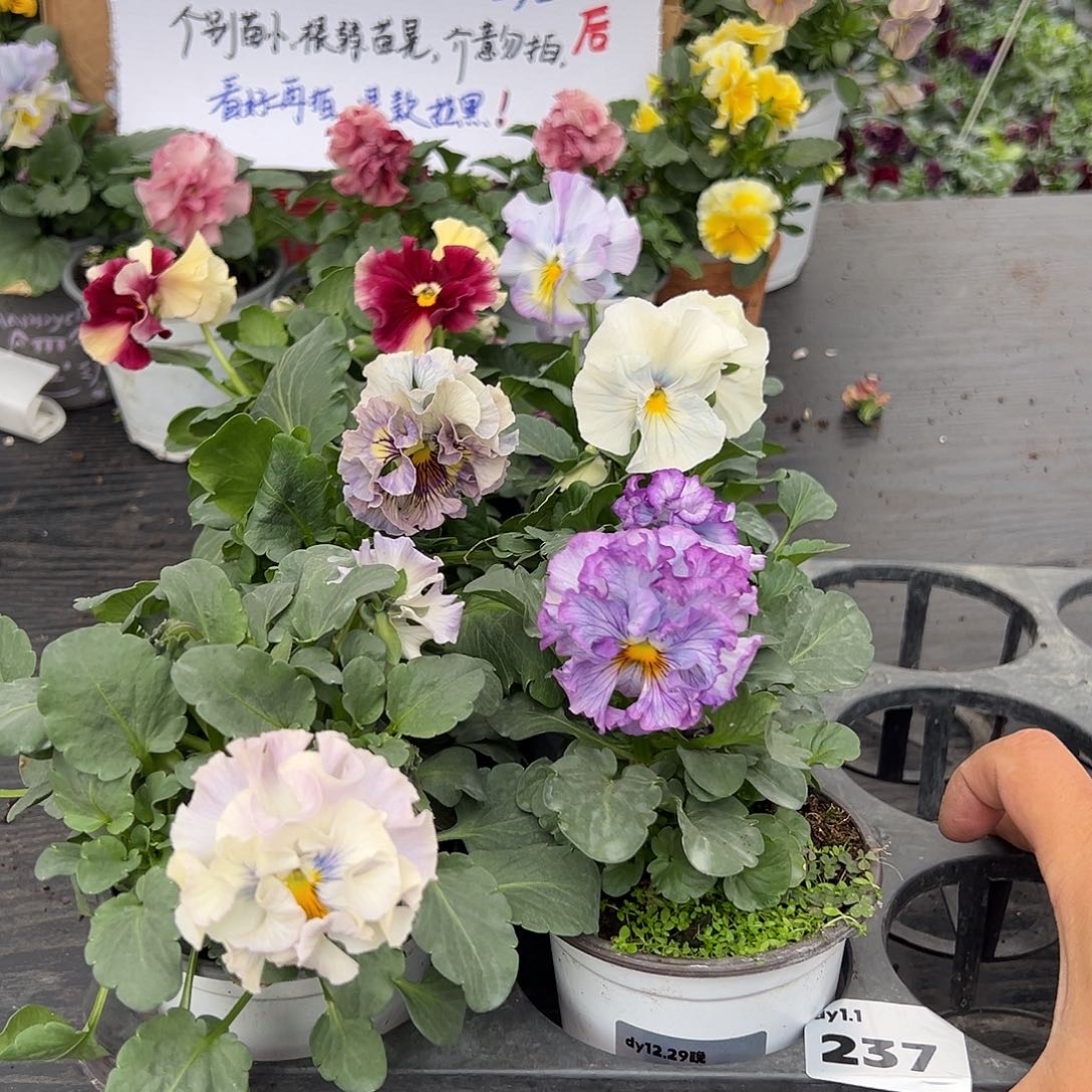 大部分花苞少量开放237号