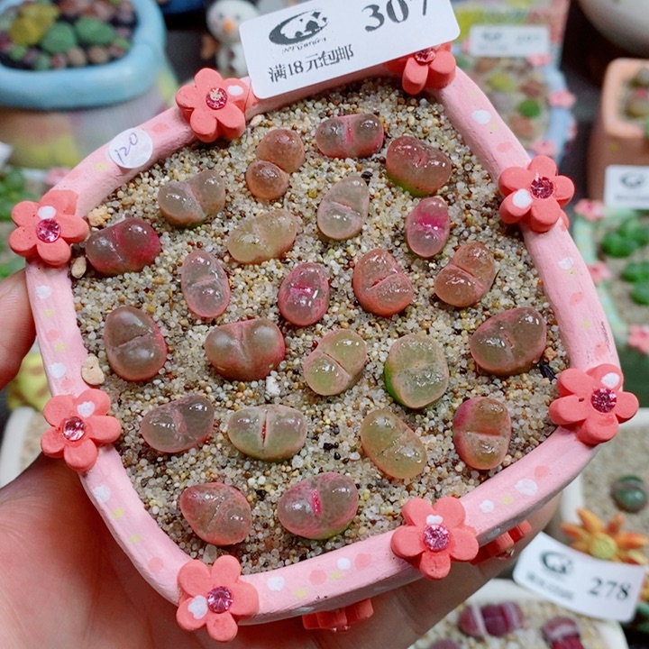 生石花花花花花花花307