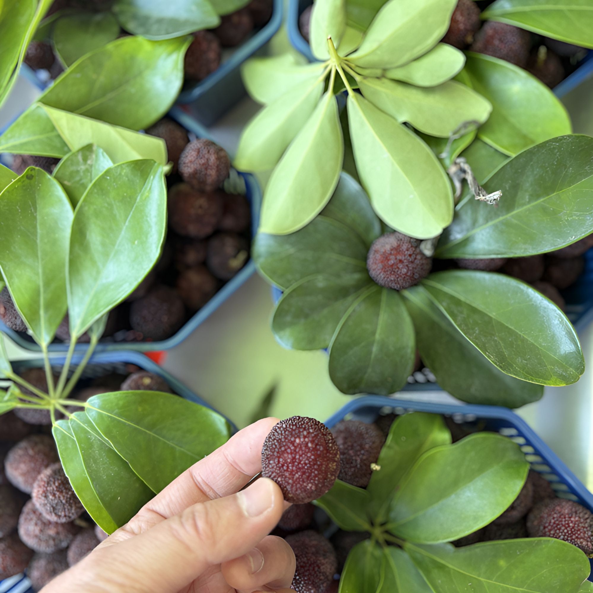 【当季新鲜】杨梅一盒 320g