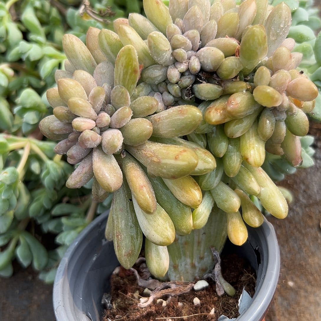 多肉植物醉美人缀化石化