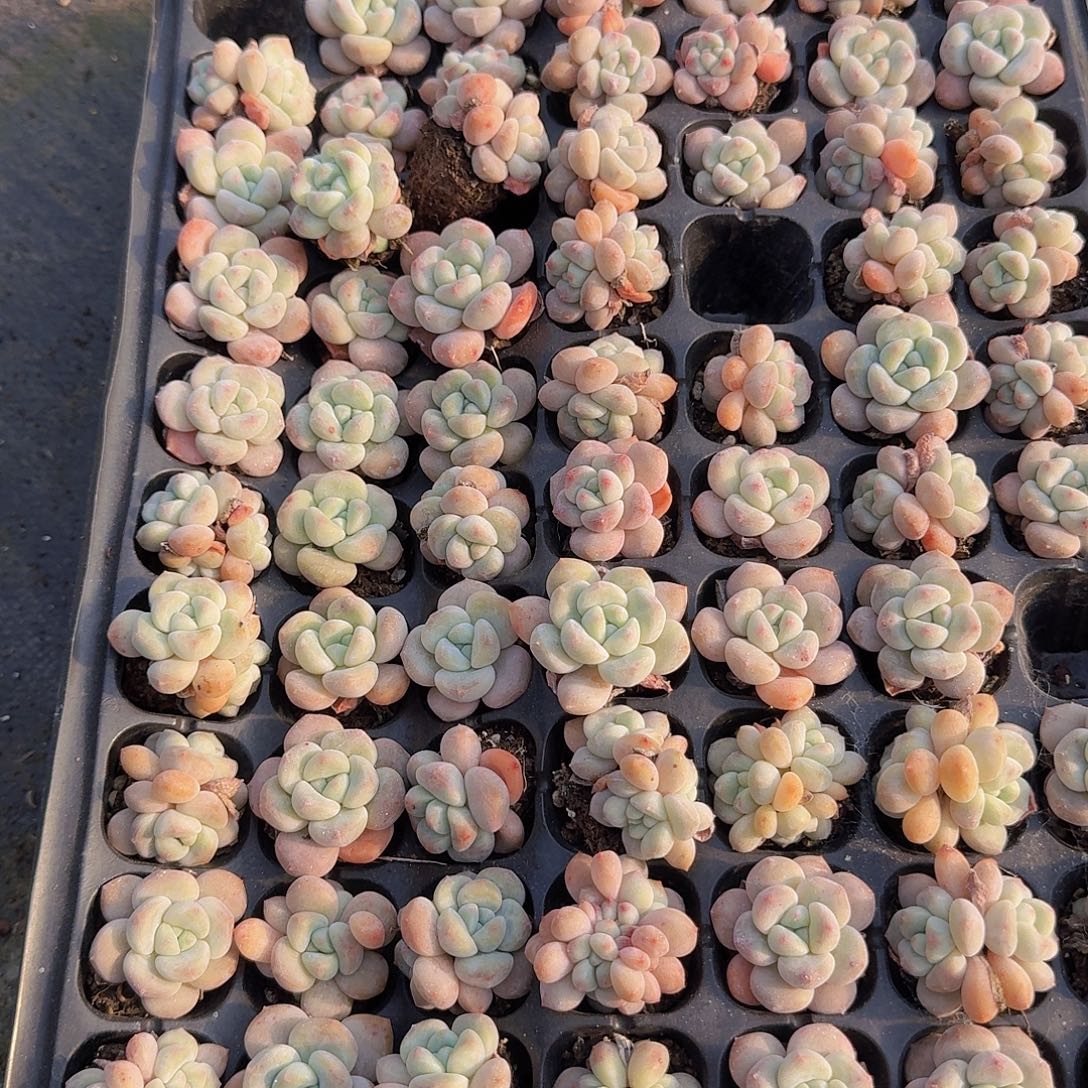 奶油葡萄15颗单双混