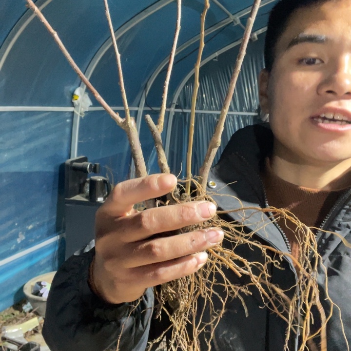 复色东洋锦海棠花一颗