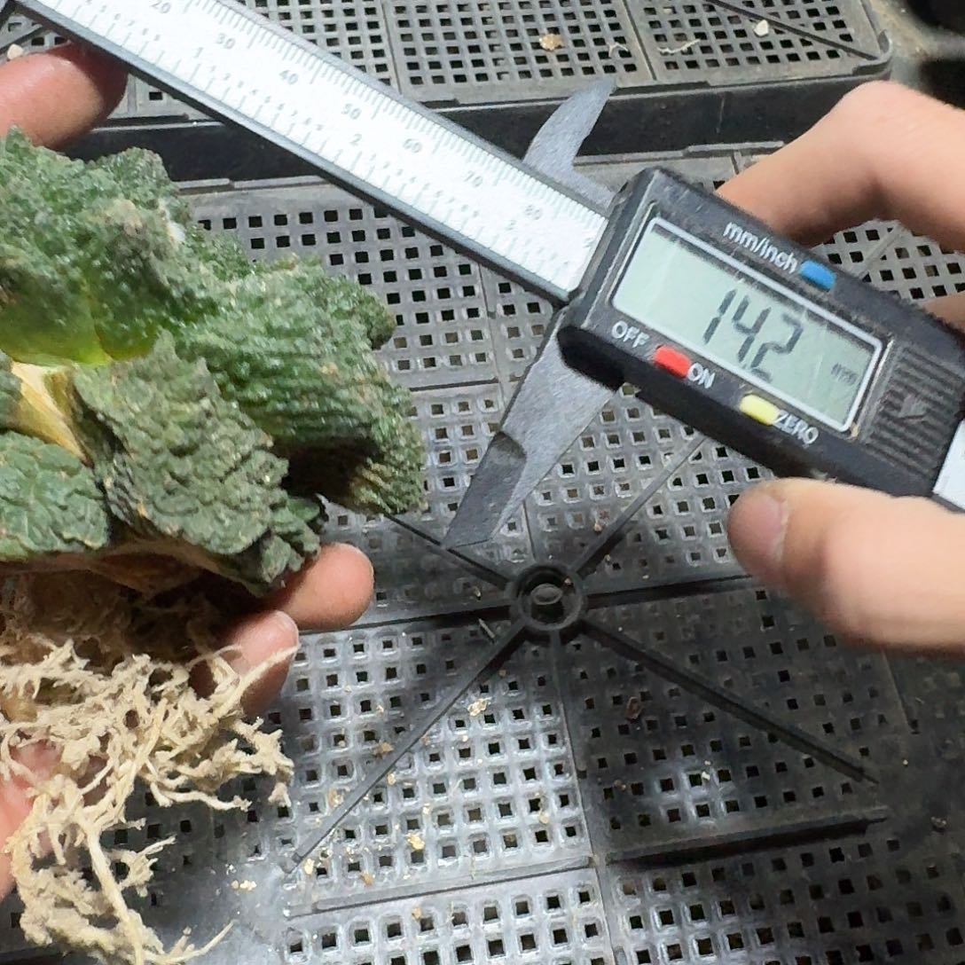 116号仙人球萝卜根