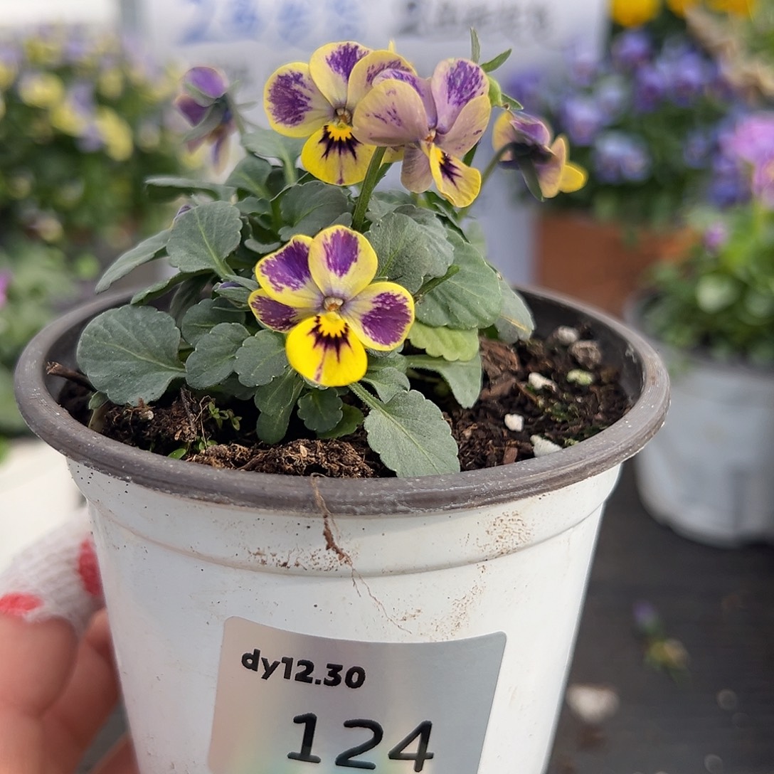 当前无花朵，栽培后可花朵124号梦坊