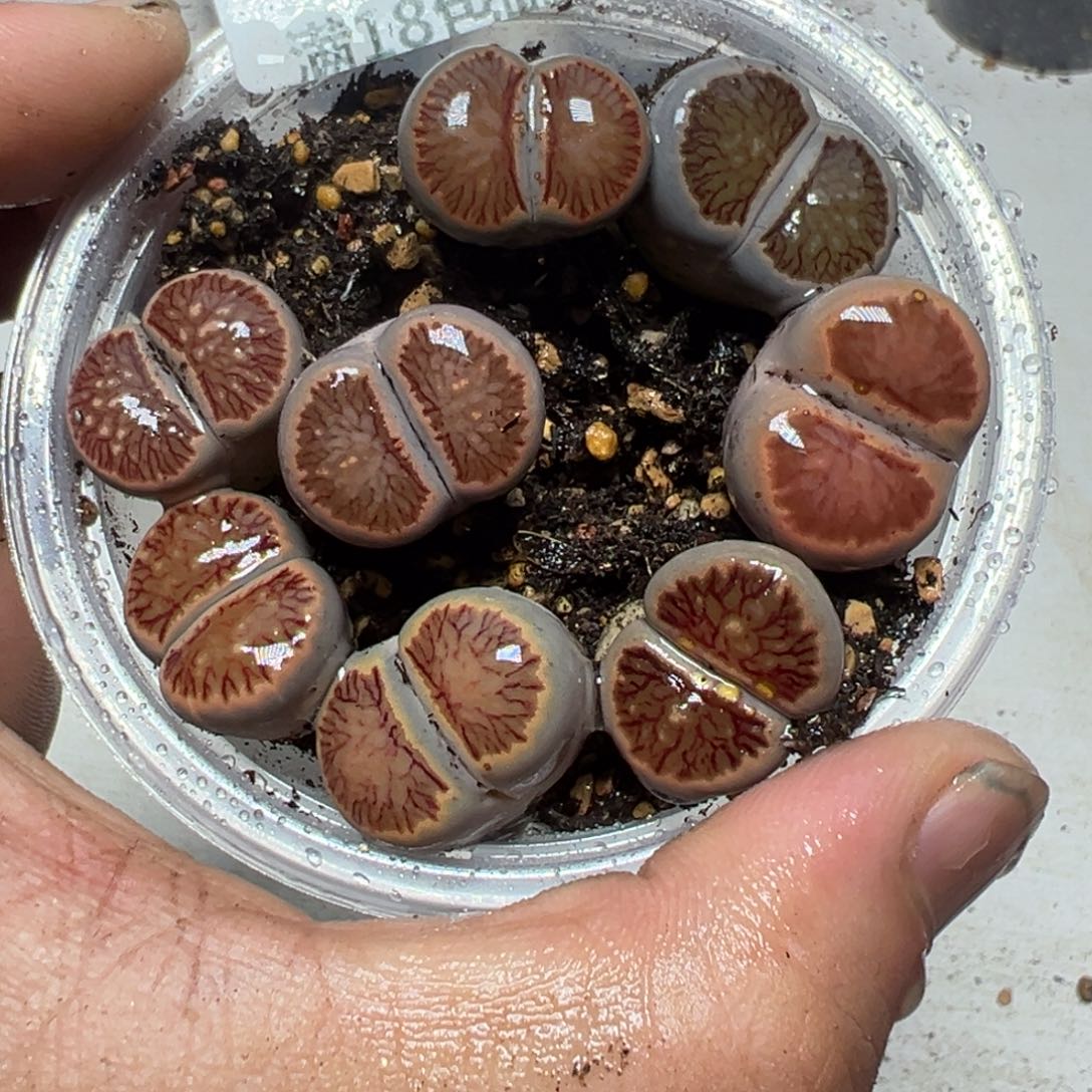 【闪购商品】 688。    