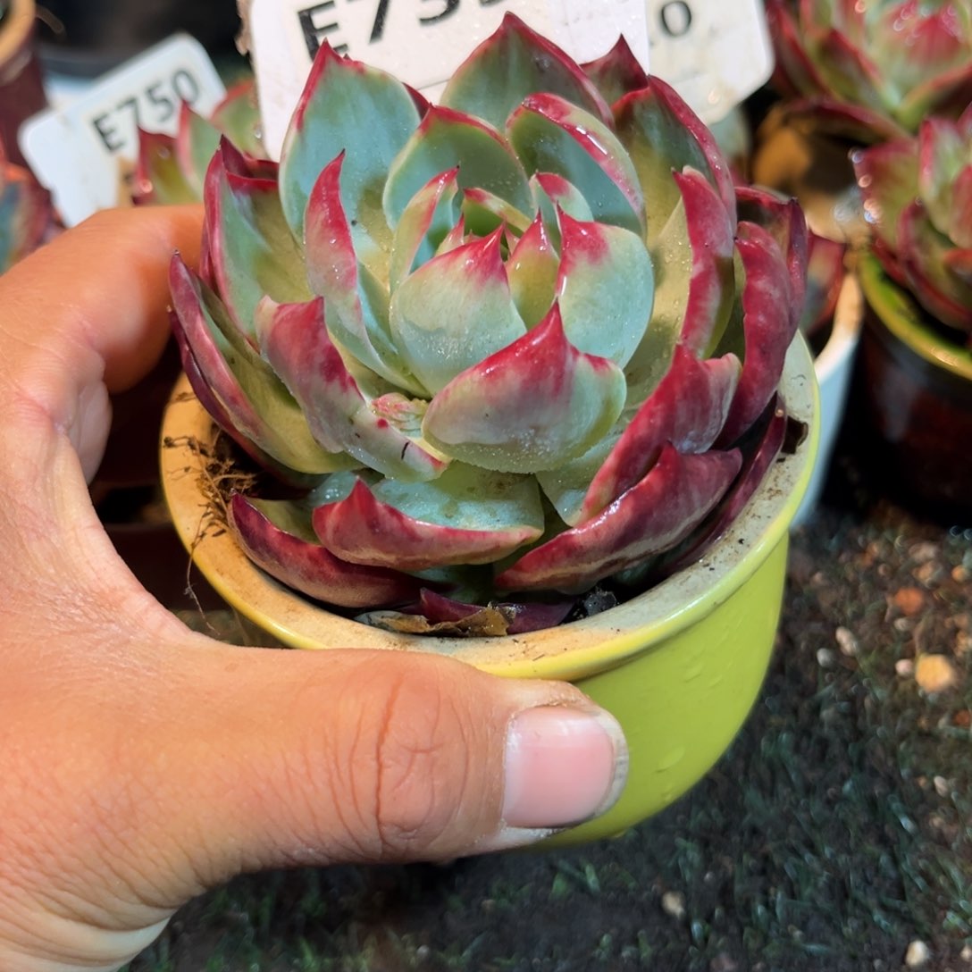 惊鸿一瞥739号多肉植物