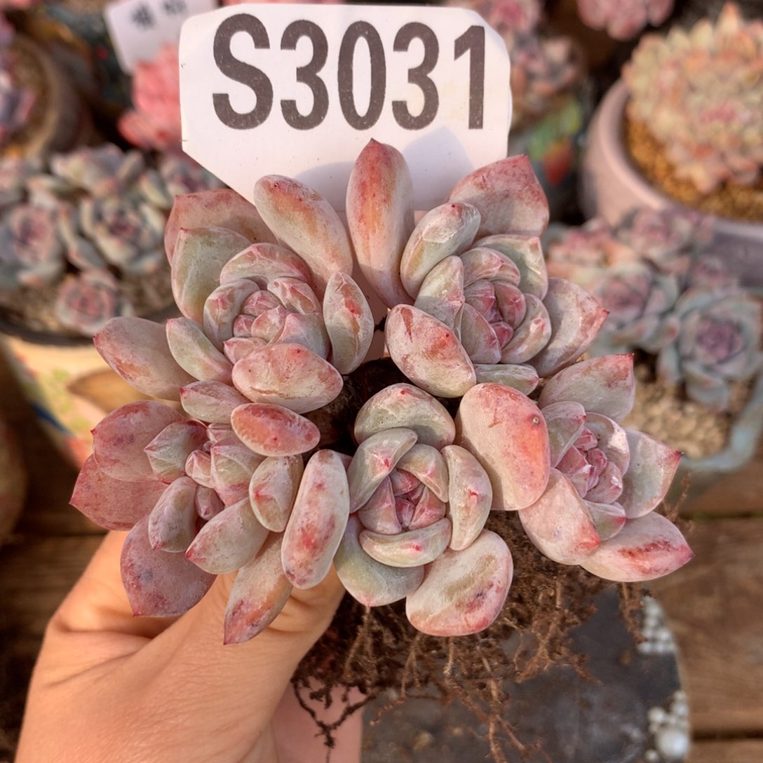 S3031 星影石榴籽 小树桩 高杆 福利