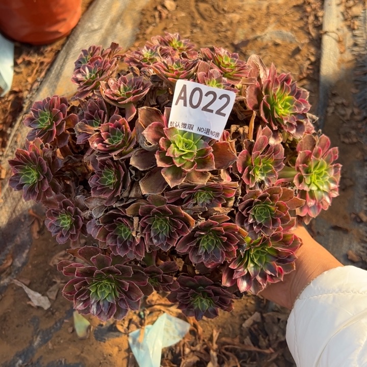 安娜多肉植物022.