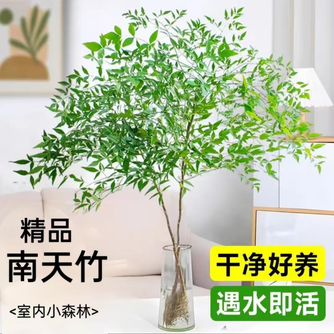【带老桩根】南天竹水培植物火焰红室内带根苗客厅办公室电视柜水培