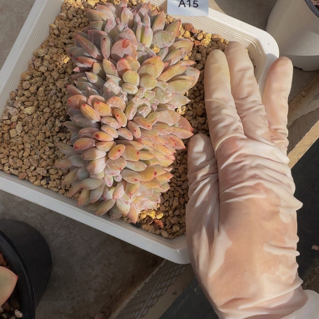 a a a a a a a a 15