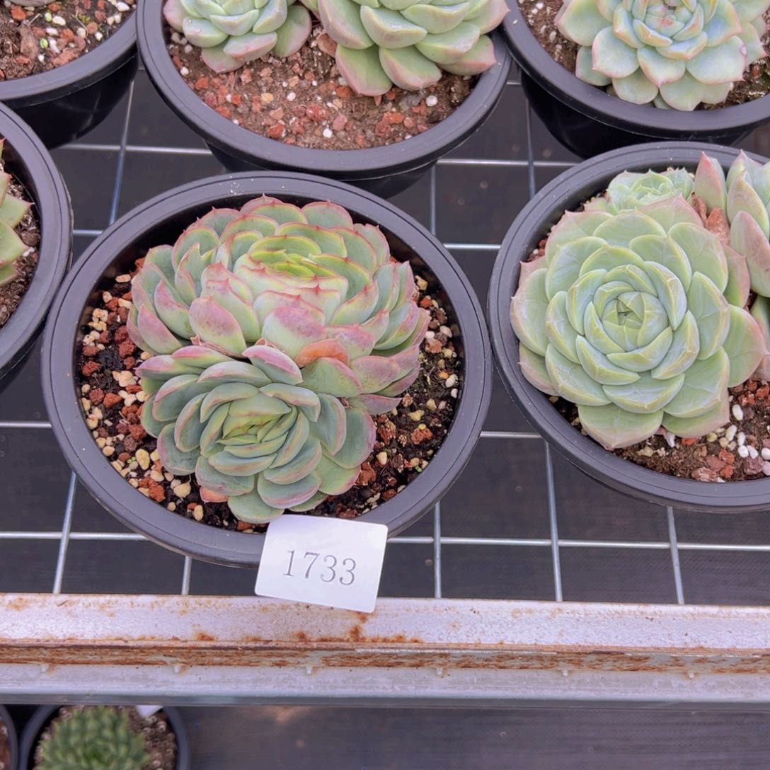 岁**好1733肉肉肉肉