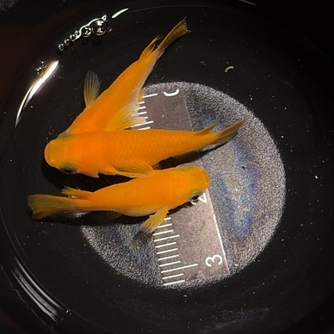 青鳉鱼一物一拍272