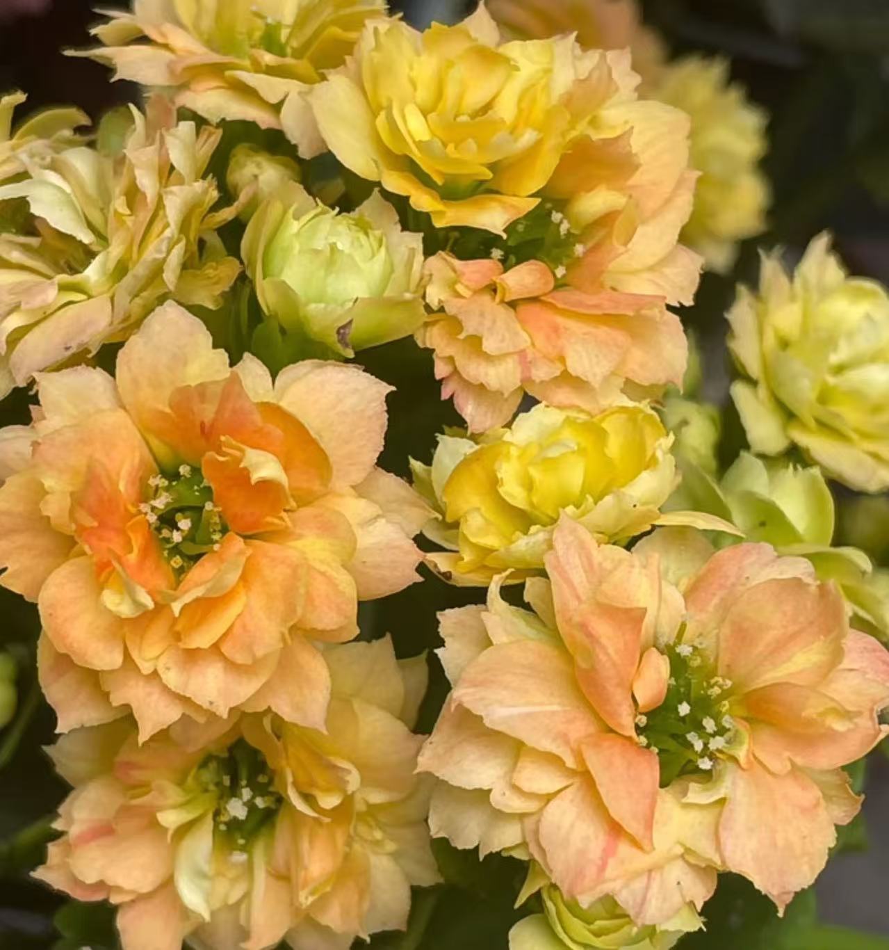 【李先生家】黄色~长寿花带花带花苞发货