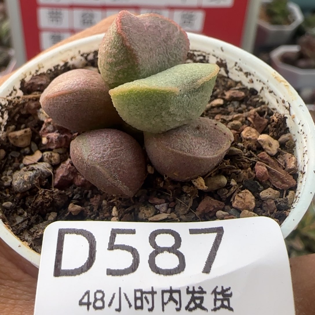 福利多肉。    587。     