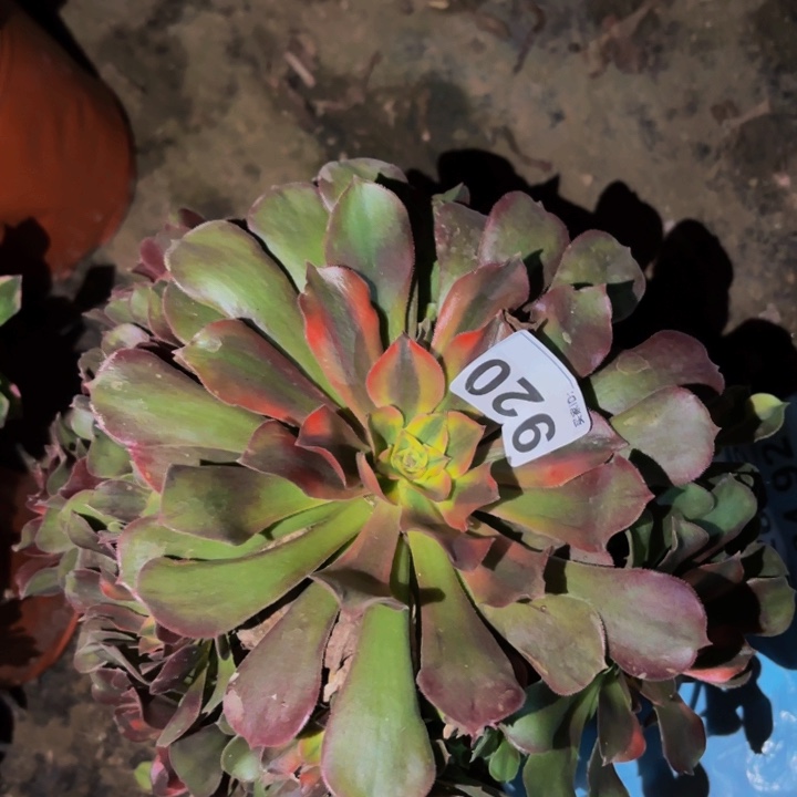 920红香妃多肉植物